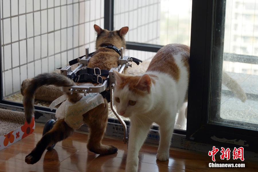 重庆美女为残疾猫安装轮椅 让其坚强求生
