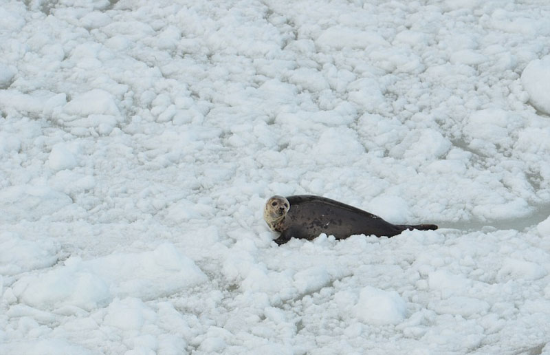 加拿大人道组织航拍猎杀海豹 画面残忍