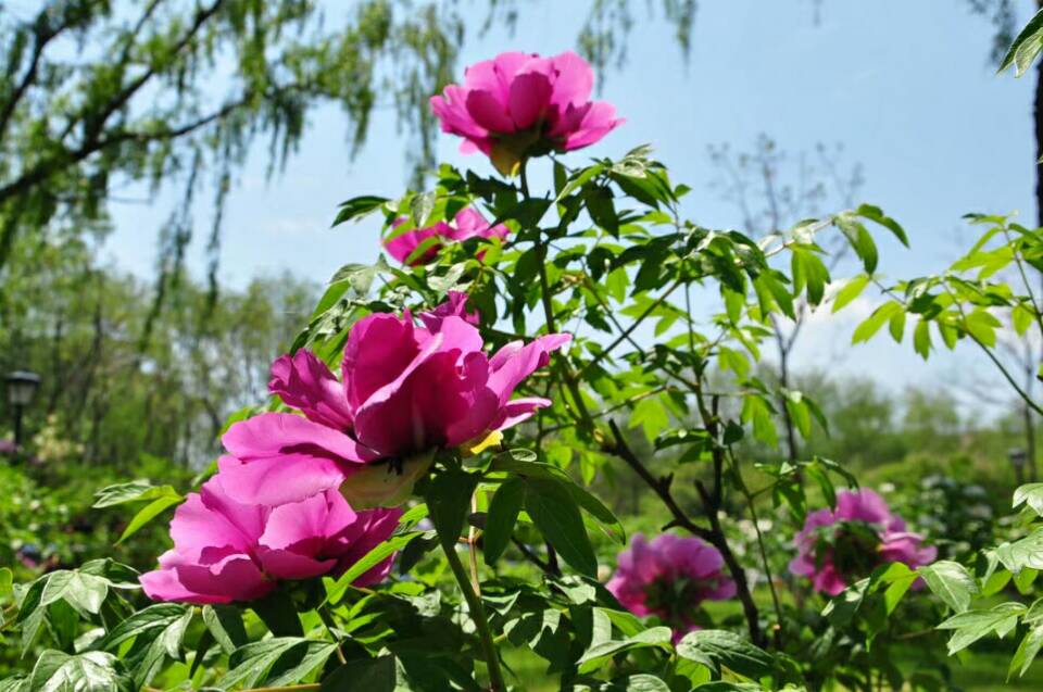 牡丹每年的花期不同,盛花期在5月15日-25日之间.